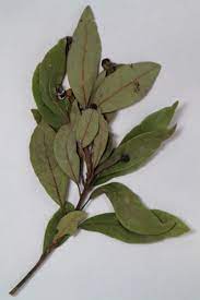 Herbolario: Hojas de Laurel Para La Proteccion